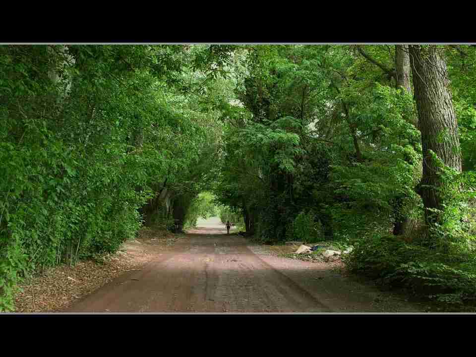 安徽现代信息工程职业学院校花赖清欢 安徽现代信息工程职业学院校花赖清欢