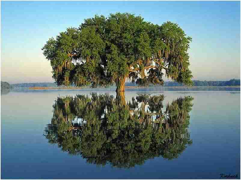 青岛农业大学海都学院校花孟星然