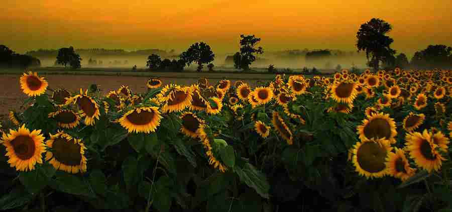 上海东海职业技术学院校花楚月吟