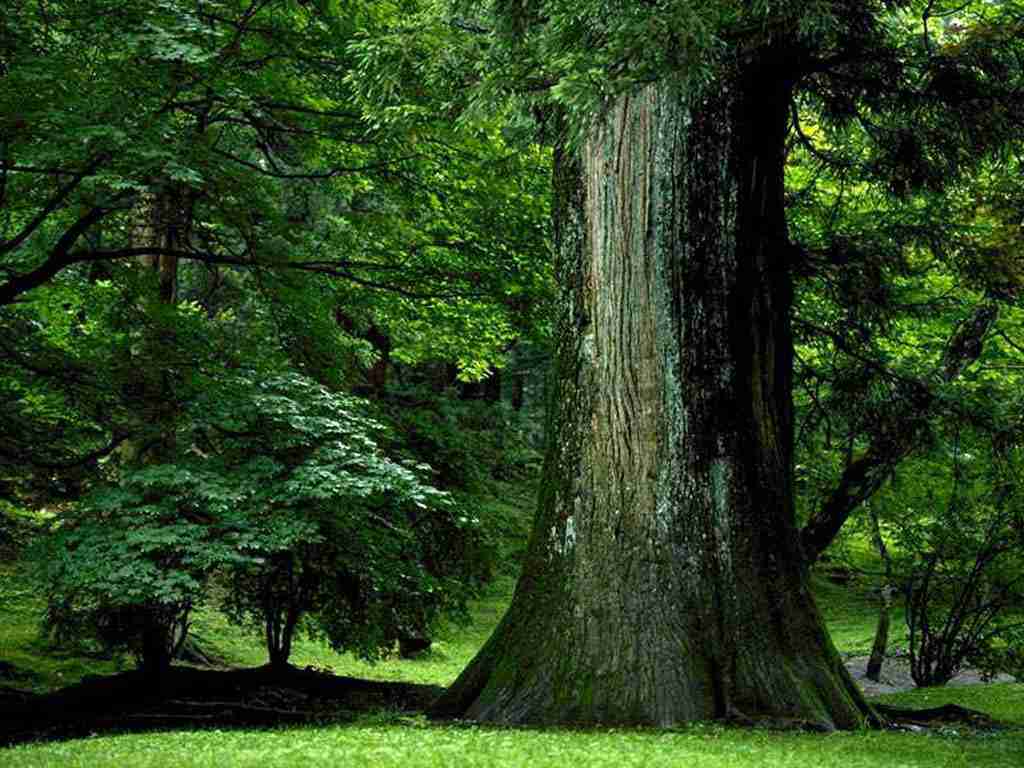 新疆农业大学校花常知予 新疆农业大学校花常知予