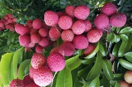 汕尾荔枝“紅麗人”單果重達80克