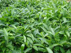 鳳凰山單樅茶
